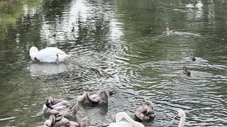 Ein Schwanenpaar tummelt sich gemeinsam mit dem flauschigen Nachwuchs im Kraichbach.