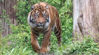 Sumatratiger Tebo auf einem seiner Streifzüge durch die Außenanlage im Zoo Heidelberg.