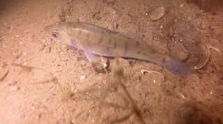 Ein junger Zander gehört zu den Entdeckungen der Taucher.