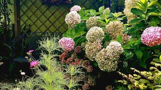 Der Sommer hat Adieu gesagt und in der Natur beginnt die Zeit der Reformen damit, dass die Farben immer mehr durch sich bunt färbendes Laub als durch frische Blüten zum Strahlen gebracht werden. Doch der Garten zeigt sich da hartnäckiger. Der Rosenbogen trotzt dem Herbst noch mit seiner zweiten Blüte, die Astern haben Hochkonjunktur und die Hortensien zeigen die gesammelte Vielfalt ihrer Entwicklung, von der frischen bis zur ausgereiften Blüte, in einer vielfarbigen Sammlung bunter Kugeln. Hagen Heer, Hockenheim