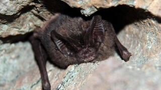 Bei den Fledermauswinterquartierkontrollen 2010 fanden wir auch diese im Lahn-Dill-Kreis seltene Mopsfledermaus in einem alten Bergbaustollen schlafend.