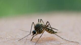 In Griechenland breitet sich das West-Nil-Virus aus.