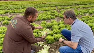 Morgens zur Erntezeit hat Landtagsabgeordneter Dr. Andre Bauman (r.) Landwirt Tobias Schmitt auf seine Salatfelder im Hockenheimer Rheinbogen begleitet.