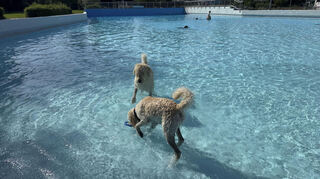 Labradoodle „Wim“ und Goldendoodle „Frieda“ toben gemeinsam im kühlen Nass.
