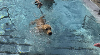 Für Welpe „Summer“ war es die erste Schwimmerfahrung.