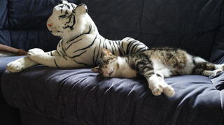 Unser "Haustiger" fühlt sich in der Obhut des weißen Kuscheltigers inzwischen völlig entspannt. Das war nicht immer so. Zuerst hatte er einen Riesenrespekt vor diesem wilden Tier und traute sich nicht in seine Nähe. Dora Weimer, Hockenheim