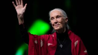 Der Tod der berühmten Schimpansenforscherin Jane Goodall hat weltweit Trauer ausgelöst. (Archivbild)