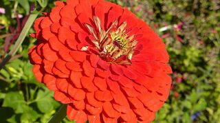 Hier zu sehen ist eine Zinnie (Zinnia elegans), eine nicht heimische Wildform (Neophyt). Die Zinnie ist eine aufrecht wachsende, einjährige Sommerblume. Die Blütenkörbe zeigen sich ab Juli und können unterschiedliche Farben haben. Blüten werden gern von Bienen, Hummeln und Schwebfliegen angeflogen und haben somit eine hohe ökologische Bedeutung, da zum Beispiel 46 Wildbienenarten von der Pflanze profitieren. Dieses Bild kommt von unserer Leserin Angelika Eulner aus Schwetzingen. Danke dafür.