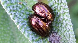 In letzter Zeit habe ich an den Blättern von mediterranen Kräutern häufiger Fraßspuren entdeckt. Bei näherem Hinsehen habe ich die Verursacher gefunden. Es sind kleine, metallisch glänzende Käfer. Chrysolina americana, der Rosmarinkäfer, stammt ursprünglich aus Amerika, ist aber im Mittelmeerraum heimisch geworden. Nun breitet er sich mit dem Klimawandel auch bei uns aus. Er gehört wie der Kartoffelkäfer zu den Blattkäfern. Um den Schaden gering zu halten, hilft wie bei dem ebenfalls aus Amerika stammenden Kartoffelschädling nur das Absammeln. Vielleicht bekomme ich ja Schützenhilfe von den Vögeln in unserem Garten. Das Foto zeigt ein Käferpaar auf Salbei. Schön anzusehen sind sie ja. Viele Grüße von ihrer Leserin Gudrun Monshausen aus dem Rohrhof.