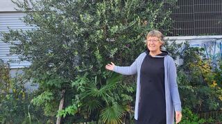 Als "Baummutter" Anja Büttner 2018 in Absprache mit dem damaligen Ketscher Bürgermeister Jürgen Kappenstein hinter dem Schillerplatz ihren Olivenbaum pflanzte, trennte sie ihn nichtvom "Lebenspartner" Palme.