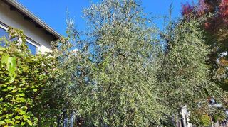 Der verstorbene Künstler und Gymnasiallehrer Otto Eberhardt hatte vor mehr als zwei Jahrzehnten vier Olivenbäumchen von einer Italienreise mitgebracht, die er in seinen Garten vor dem Wohnhaus pflanzte.