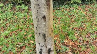 Eine der vier von Phytophthora betroffenen Kastanien in Speyer. Die dunklen, nässenden Stellen am Stamm sind zu erkennen.