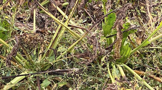 Kranke Zuckerrüben auf einem Feld im rheinhessischen Gabsheim. Nach Angaben des betroffenen Landwirts handelt es sich um den Befall mit einer bakteriellen Erkrankung, die durch die Schilf-Glasflügelzikade (Pentastiridius leporinus) verbreitet werden.