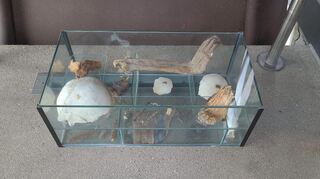 Eine Glasvitrine mit 1.000 Jahren alten Überresten wurde in Speyer entdeckt.