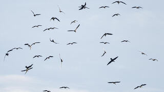 Vogelgrippe in Deutschland (Symbolbild).