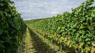 Die Sonne scheint auf Weinreben.