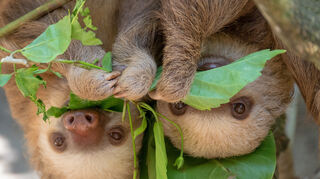 Im Regenwald Costa Ricas ist ein Faultier nie weit – überall lauert ein gemütlicher Baumkronenbewohner.