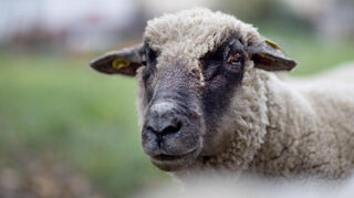 Ein unbekannter Täter hat am Freitagvormittag zwei kleine Schafe der Ouessant-Rasse von einer Weide in Schriesheim gestohlen (Symbolbild).