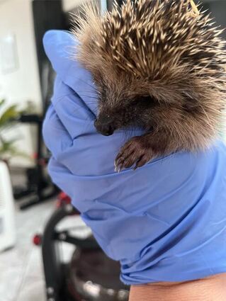 Igel brauchen im Herbst Hilfe.