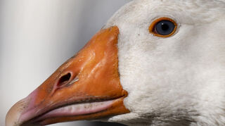 Baden-Württembergs Agrarminister äußert sich zum Umgang mit der Vogelgrippe. (Symbolbild)