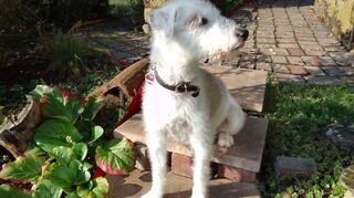 Der pädagogische Begleithund Jacky ist im LBZ / Pfälzische Landesbibliothek im Einsatz gegen den Lernstress.
