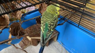 Wem gehört dieser Wellensittich?