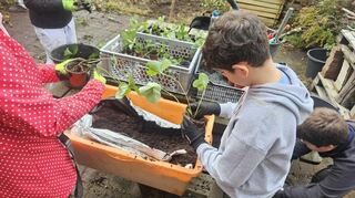 Die Ableger der Erdbeerpflanzen werden einzeln in neue Töpfchen eingepflanzt.