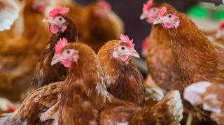 Hühner stehen in einem Stall eines Betriebes mit Eiern aus Freilandhaltung in der Region Hannover.