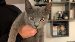 Dieses herrenlose Kätzchen ist in Schwetzingen gefunden worden.